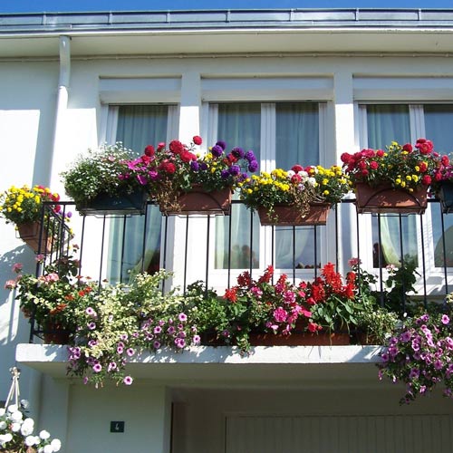 Kwiaty na balkon - w doniczkach